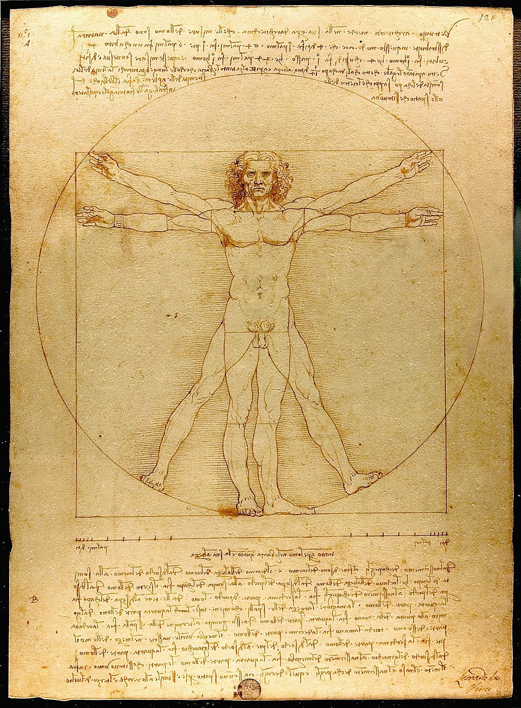 Vitruvian Man  (White t-shirt)